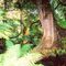 Temperate Rain Forest, Kepler Track