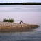 Oyster Bird Pair