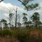 Canaveral Forest