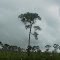 Rain and Fog, Longleaf Pine and Palmetto