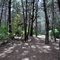 Pine Forrest