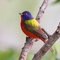 Painted Bunting - Passerina ciris / Winter Garden, Florida