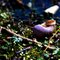 Water snail - Orlando swamps, USA  -  © Thor Ostensen