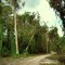 Hurricane damaged trees near Disney's Wilderness Lodge