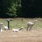 alpacas' daily life-01
