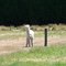 alpacas' daily life-03