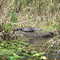Alligator at St. Johns River, Florida