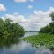 Mouth of Ocklawaha