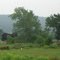 Horses in Pasture