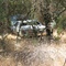 Old Cadillac in the trees