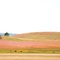 Central Calif. Fields in Bloom with Spring Flowers
