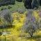 Spring time in Californien