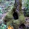 Tree Hole and Colorful Mushrooms,  Pinnacles National Park, California