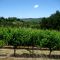 Twin Palms Vineyard
