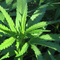 Home growing medical marijuana in California