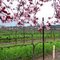 Trentadue Vineyard, Geyserville -->S