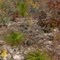 The green longleaf pine stand out among the other sandhill species