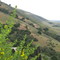 Carmel Valley