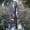 Mount Carmel Telephone Pole