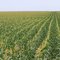 Sweet Corn