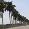 Palm Trees