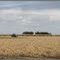 Frost Damaged Sugar Cane Crop