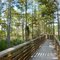 Delaware Scrub N.A. boardwalk