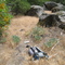 Cobb Mtn Lupine