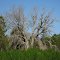 Dead Oak Tree