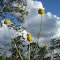 Wild Flowers