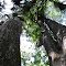 Multi-Trunk Cypress Tree