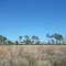 Grass Scape