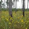 Wild Flowers Cover Ground