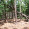 Lake Kissimmee SP, Trees on Buster Island Loop