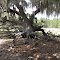 Oak tree with legs