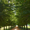 USA - VA - Shirley Plantation - the entrance alley