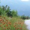 Flowers along Mt Washington Auto Rd