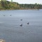 Fox Lake