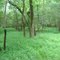 In The Woods