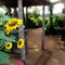 Sunflower Festival between Newborn & Rutledge, GA
