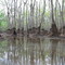 Alligator Slough at Ebenezer Creek