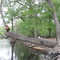 Scott at tree swing ebenezer creek