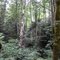 Washington State wooded area near the Columbia River