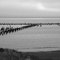 Snag piling are all that remains of the Knapton Cove Quarantine Station docks.