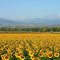 Field of Sunflowers near Longmont