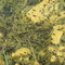 Lots of Tadpoles,,,,,