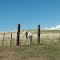 White Donkey near Cayuse