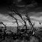 Windy Trees