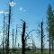 Fire Snags off FR-1810. Deschutes National Forest. Oregon.  August 19, 2012.