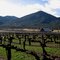 Valley View Vineyard